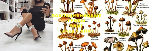 PSILOCYBIN Бородино