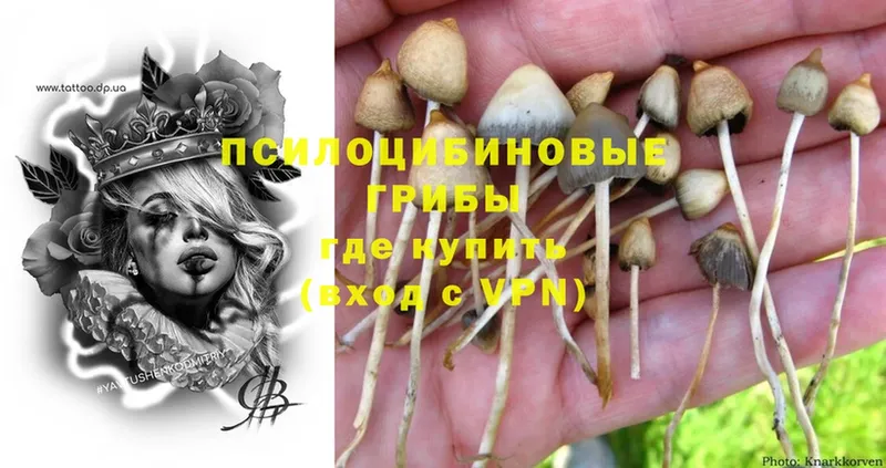 omg ТОР  Лосино-Петровский  Псилоцибиновые грибы Psilocybine cubensis 